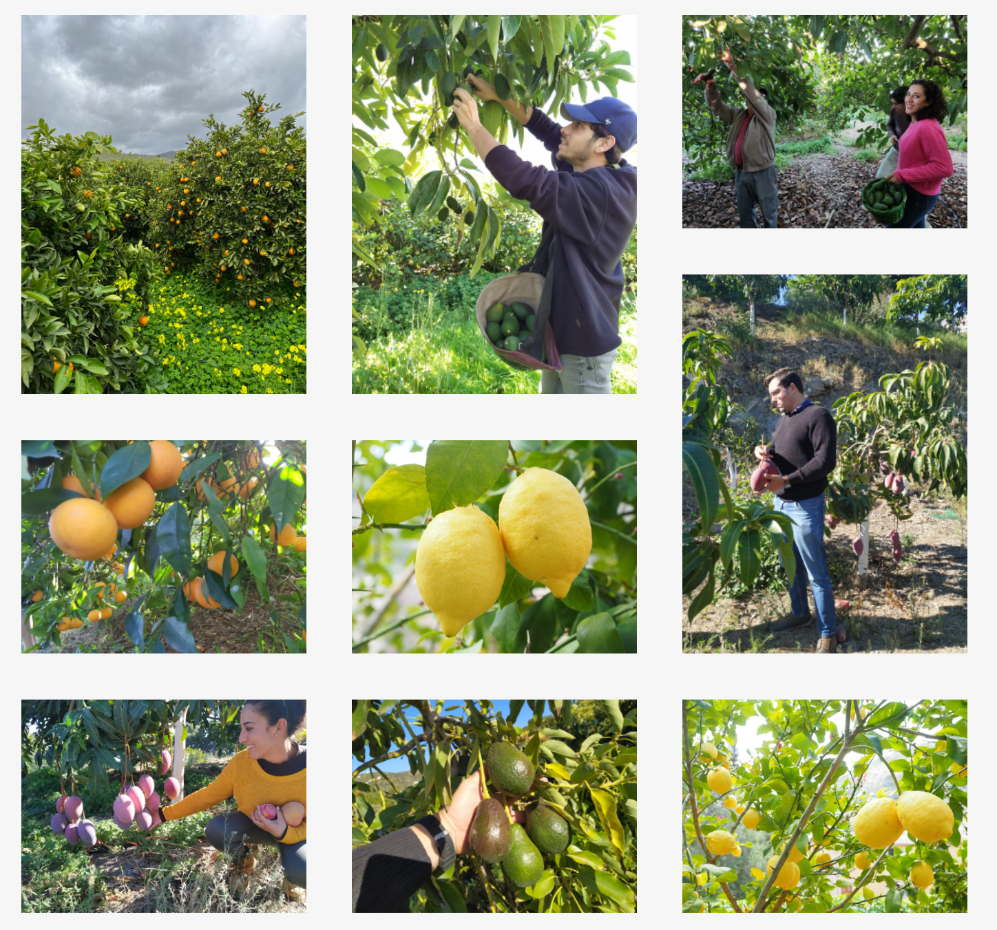 BIONATURE™ - Pacote De Fruta Biológica Redutor De Toxinas 7Kg