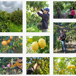 BIONATURE™ - Pacote De Fruta Biológica Redutor De Toxinas 7Kg