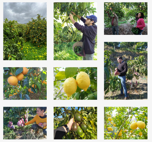 BIONATURE™ - Pacote De Fruta Biológica Redutor De Toxinas 7Kg